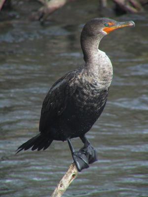 Double-crested Cormorant