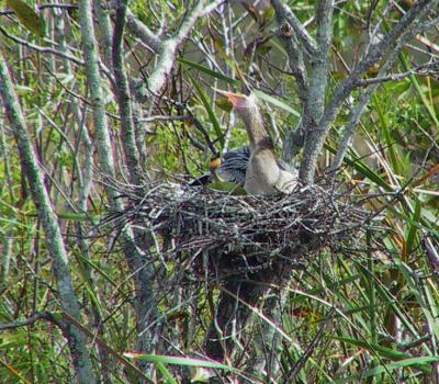 Anhinga on nest with young