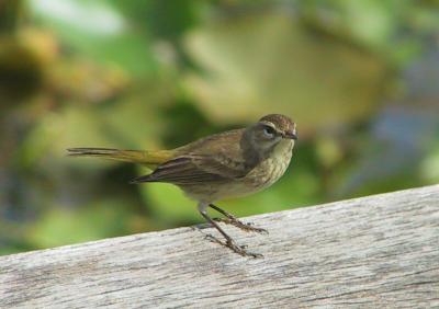 Palm Warbler