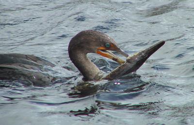Double-crested Cormorant that speared something too large to swallow