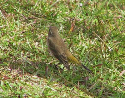 Palm Warbler