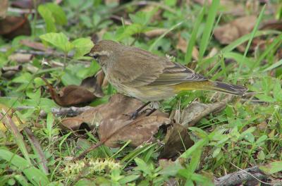 Palm Warbler