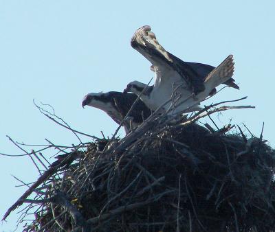 Osprey pair on nest