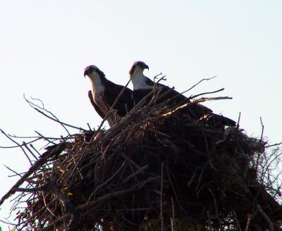 Osprey pair on nest