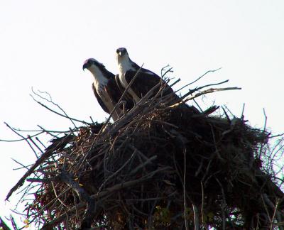 Osprey pair on nest