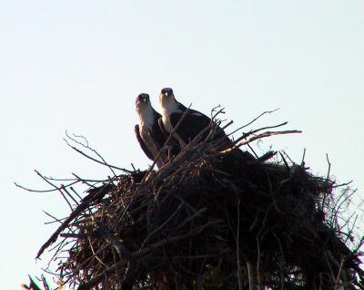 Osprey pair on nest