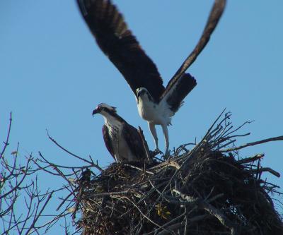 Osprey pair on nest