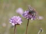 Taylors Checkerspot nectaring on Armeria maritima (Euphrydryas editha taylori)