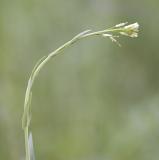 Arabis glabra