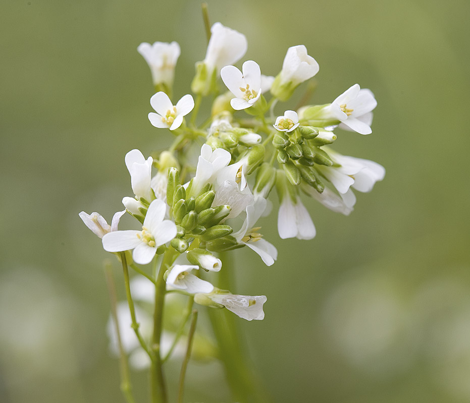 Arabis eschscholtziana (syn. A. hirsuta v. eschscholtziana) Eschscholtzs hairy rockcress