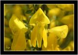 Common Gorse.