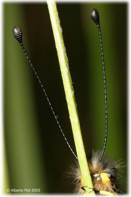 Ascalaphus, antenas