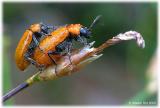Copula de escarabajos