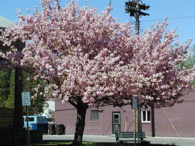 Spring In Montour Falls