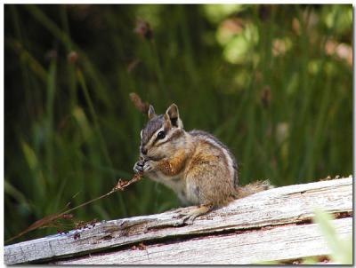 Douglas Squirrel