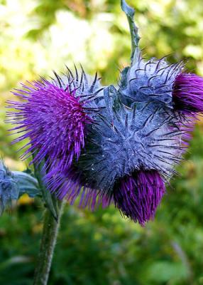 Edible Thistle