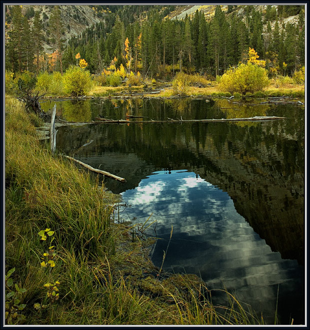 3397-Pond-reflections.jpg