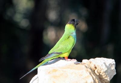 Parakeet, Black Hooded