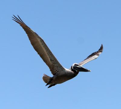 Pelican,Brown