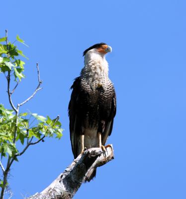 Caracara