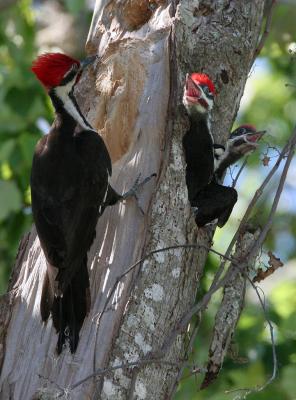 Pileated Woodpecker and chicks.