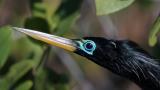 Anhinga