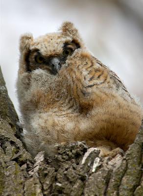 Great-horned Owl Chick
