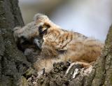 Great-horned Owl Chick Sleeps