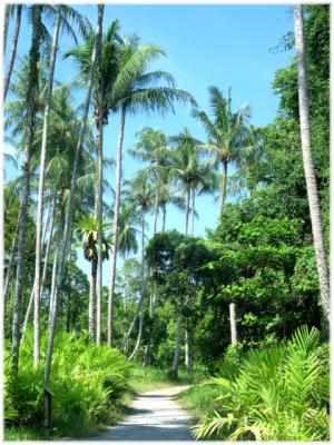 coconut trees