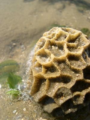 sponge
