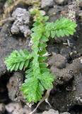 Selaginella ciliata