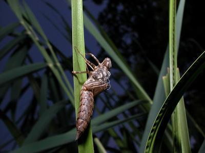 Dragonfly larvae exuviae