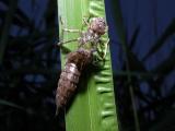 Dragonfly larvae exuviae 2