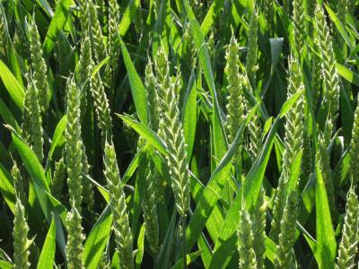 P6155308 Green Wheat.jpg
