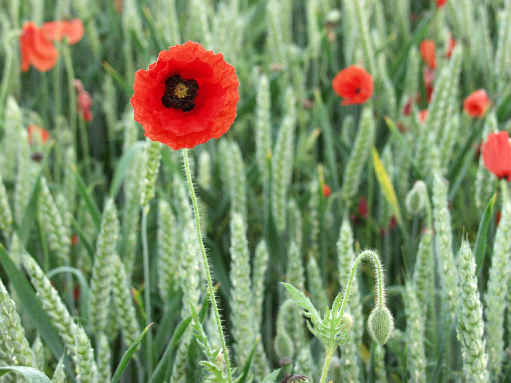 P6155242 Poppies in the wheat.jpg