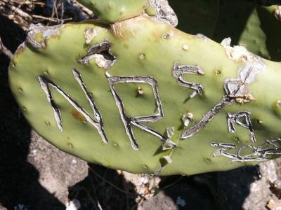 Cactus graffitti