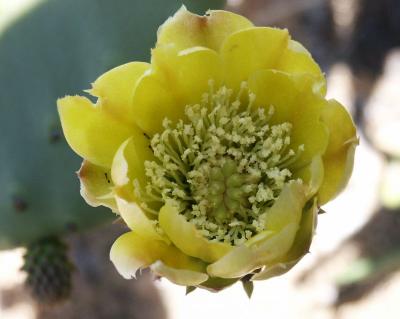 Yellow cactus flower