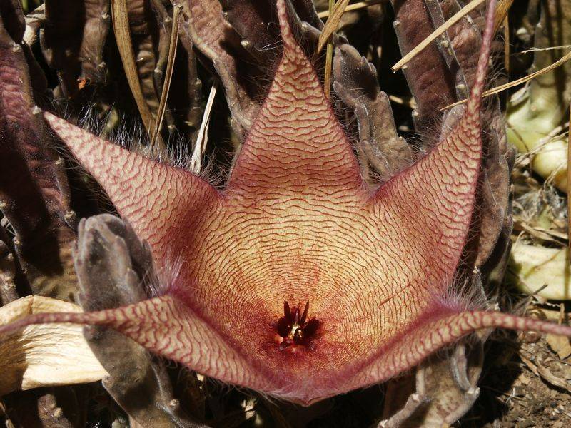 A variety of Huernia native to South Africa