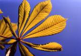 Translucent Leaf