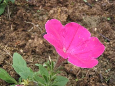 Macro of Flower