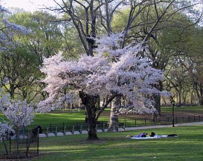 white explosion