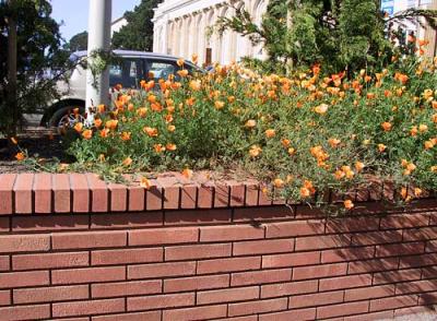 CA-poppies-on-brick-wall.jpg
