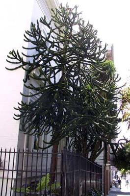 u29/sfvictorians/medium/17456988.JacksonbetBuchananWebsterfreakytree2.jpg