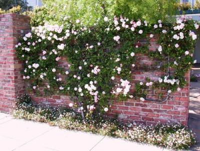 u29/sfvictorians/medium/17456989.JacksonbetScottDivisaderorosetreeonwall.jpg