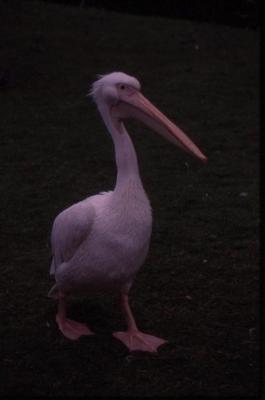 u29/shani_av/medium/17226134.stjamespark.jpg