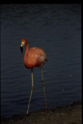 flamingo.jpg