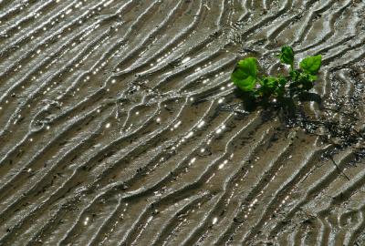 Mudflats plant