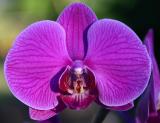 Moth  orchid