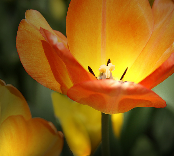 Firey Bloom At Longwood Gardens
