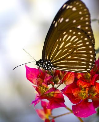 butterfly park1